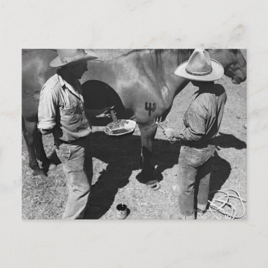 Carte Postale Marquage des chevaux avec la marque de fourche (Devant)