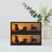 Carte Postale Marque-pages du livre sur les mouflons d'Amérique (Debout devant)