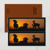 Carte Postale Marque-pages du livre sur les mouflons d'Amérique (Devant / Derrière)
