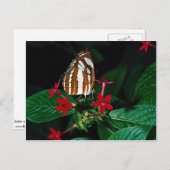 Carte Postale Marque sur fleurs de pentas rouges (Devant / Derrière)