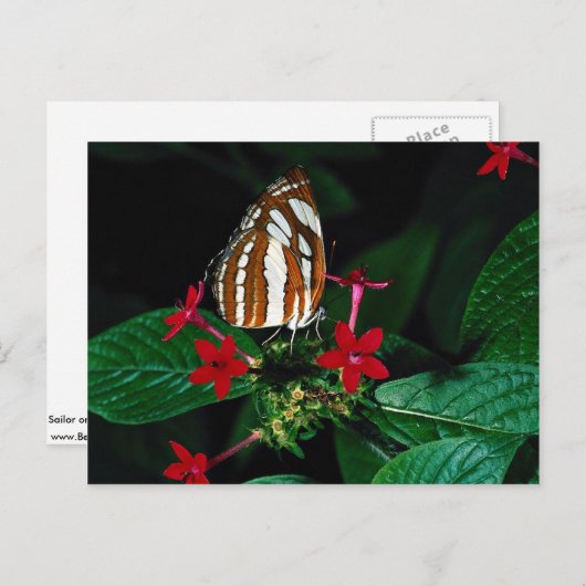 Carte Postale Marque sur fleurs de pentas rouges (Devant / Derrière)