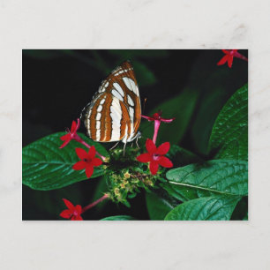 Carte Postale Marque sur fleurs de pentas rouges
