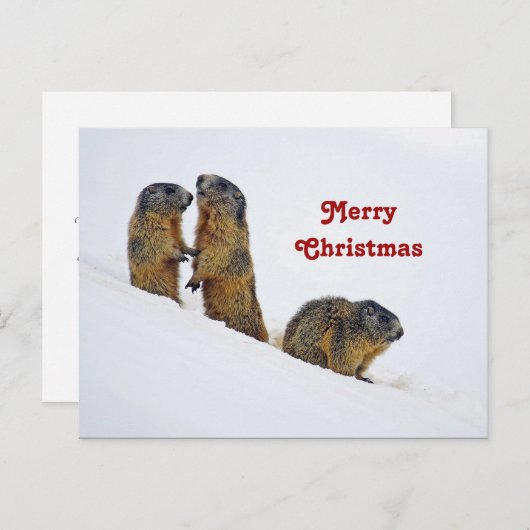 Carte Postale Marques de neige Noël (Devant / Derrière)