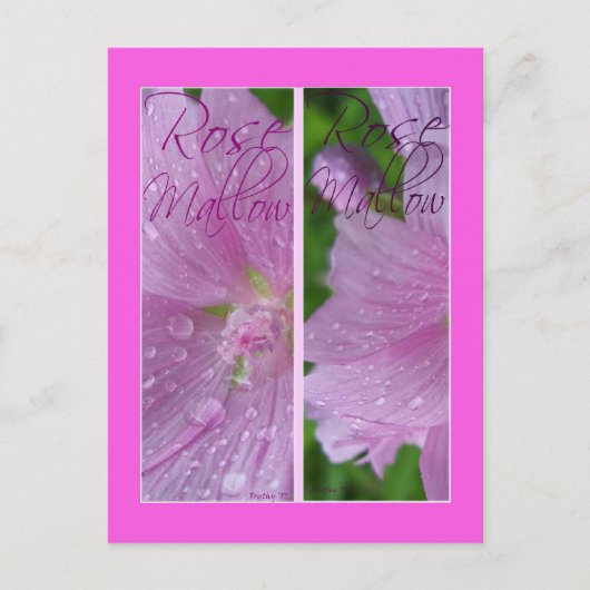 CARTE POSTALE MARQUES-PAGES ROSE MALLOW (Devant)