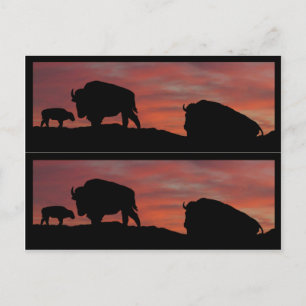 Carte Postale Marqueurs de livres de bison
