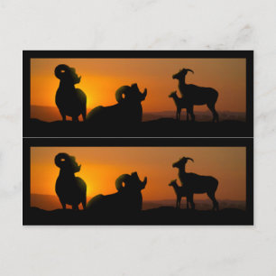 Carte Postale Marqueurs de livres pour les moutons à grande corn