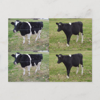 Carte Postale Marqueurs de veau - personnalisables