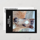 Carte postale Marsh Tacky Horse (Devant / Derrière)