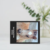 Carte postale Marsh Tacky Horse (Debout devant)