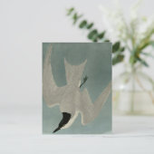 Carte Postale Marsh Tern (Debout devant)