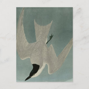 Carte Postale Marsh Tern