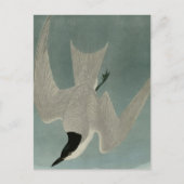 Carte Postale Marsh Tern (Devant)