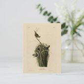 Carte Postale Marsh Wren du blog Audubon's Birds of America (Debout devant)