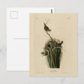 Carte Postale Marsh Wren du blog Audubon's Birds of America (Devant / Derrière)