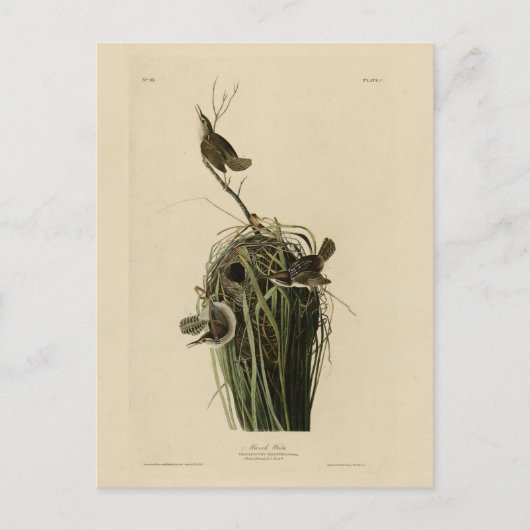 Carte Postale Marsh Wren du blog Audubon's Birds of America (Devant)