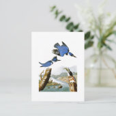 Carte Postale Martin-pêcheur à ceinture John Audubon Les Oiseaux (Debout devant)