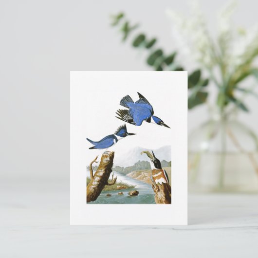 Carte Postale Martin-pêcheur à ceinture John Audubon Les Oiseaux (Debout devant)