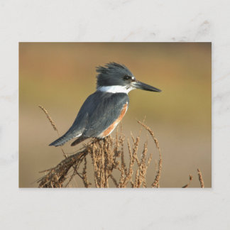 Carte Postale Martin-pêcheur ceinturé