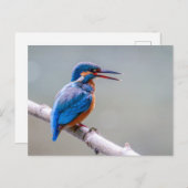 Carte Postale Martin pêcheur commun (Devant / Derrière)