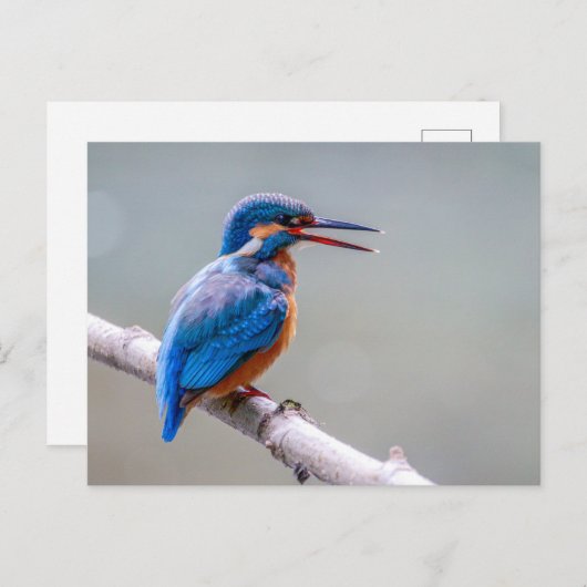 Carte Postale Martin pêcheur commun (Devant / Derrière)