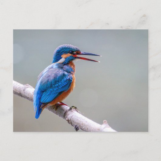 Carte Postale Martin pêcheur commun (Devant)