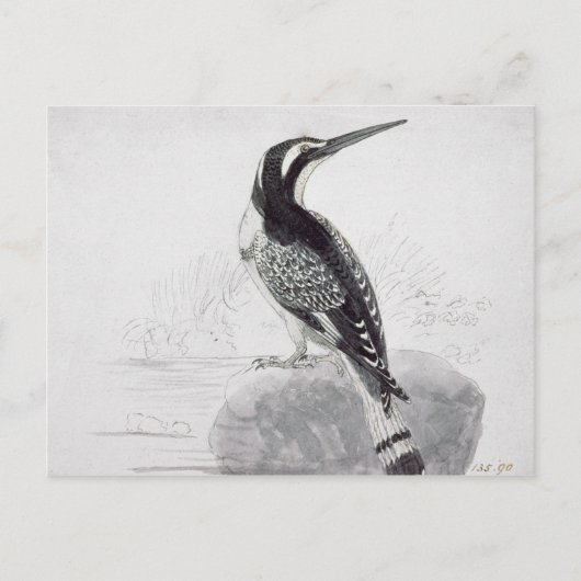 Carte Postale Martin-pêcheur noir et blanc (Devant)