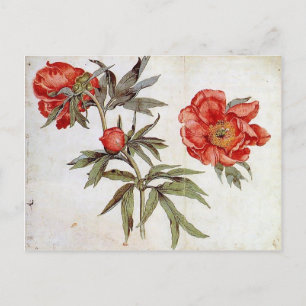 Carte Postale Martin Schongauer : Étude des pivoines