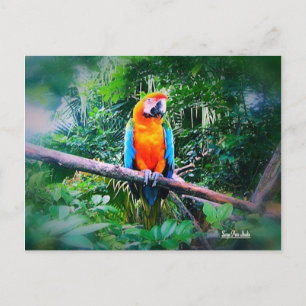 Carte Postale Martinique Macaw