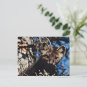 Carte Postale Martre dans l'épinette (Debout devant)