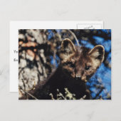 Carte Postale Martre dans l'épinette (Devant / Derrière)