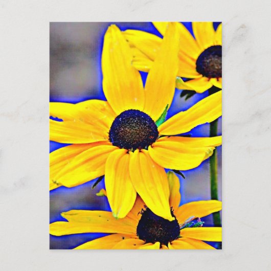 Carte Postale Maryland Black Eyed Susan (Devant)