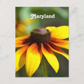 Carte Postale Maryland Black Eyed Susan