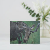 Carte postale Marysville Moose (Debout devant)
