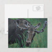 Carte postale Marysville Moose (Devant / Derrière)
