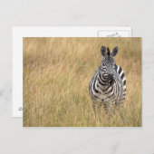 Carte Postale Masai Mara, Kenya (Devant / Derrière)