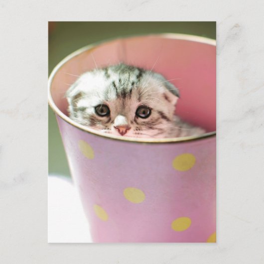 Carte Postale Masque de chaton (Devant)
