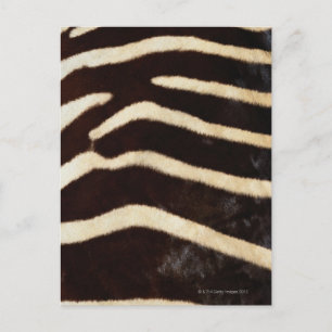 Carte Postale Masque Zebra