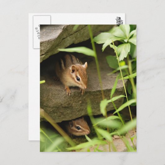 Carte Postale Masquer et chercher bébé Chipmunk frères et soeurs (Devant / Derrière)