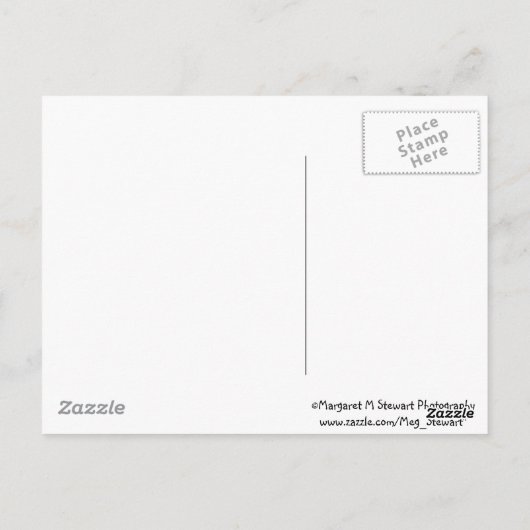 Carte Postale Masquer et chercher bébé Chipmunk frères et soeurs (Dos)