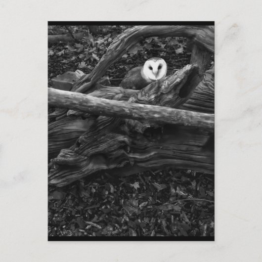 Carte Postale Masquer et rechercher (Devant)