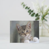 Carte Postale Masquer Kitten (Debout devant)