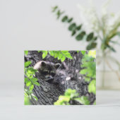 Carte Postale Masquer Raccoon (Debout devant)