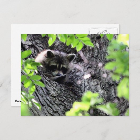 Carte Postale Masquer Raccoon (Devant / Derrière)
