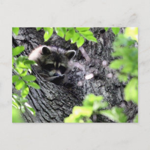 Carte Postale Masquer Raccoon