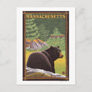 Carte Postale MassachusettsOurs noir en forêt
