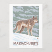 Carte Postale MassachusettsScène Wolf (Devant)