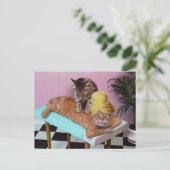 Carte Postale Massage amusant de chats (Debout devant)