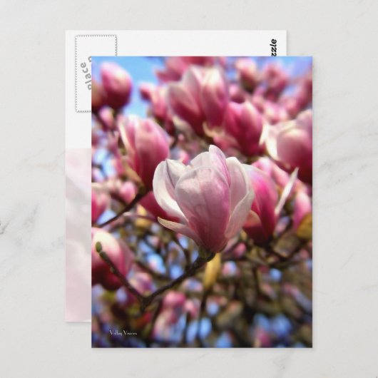 Carte Postale Masse de Magnolia (Devant / Derrière)