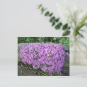 Carte Postale Masse Violette De Fleurs (Debout devant)