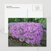Carte Postale Masse Violette De Fleurs (Devant / Derrière)
